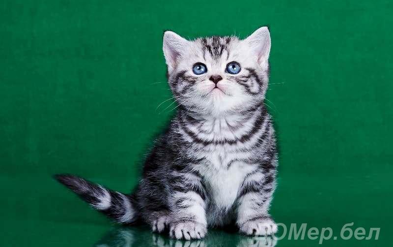 Элитные британские котята, мрамор на серебре. Британцы